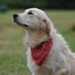 Jak zarejestrować auto dostawcze z zagranicy