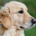 Jakie auto dostawcze dla kuriera