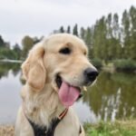 Auto dostawcze jakie prawo jazdy